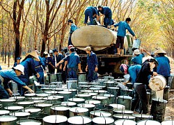 Quý I/2021, Cao su Tây Ninh (TRC) báo doanh thu tăng 94%, lợi nhuận chỉ tăng 14,2%