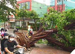 Hàng loạt cây xanh ngã đổ trong mưa giông tại TP HCM