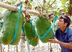 Khoe trái bí đao &#8220;siêu to siêu khổng lồ&#8221; nặng đến 50kg, anh chàng khiến dân mạng mắt tròn mắt dẹt: Bổ ra nấu chắc cả huyện ăn mới hết!