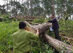 Lâm Đồng: Để mất rừng, 4 trưởng ban quản lý rừng bị đình chỉ công tác