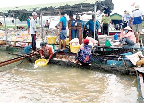 Những hộ không chấp hành sẽ không được hỗ trợ khi xảy ra cá chết