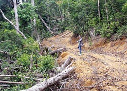 Phú Yên: Khởi tố 5 cán bộ liên quan đến vụ mở đường để phá rừng giáp ranh