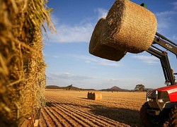 Cỏ khô Australia có thể là mặt hàng mới chịu sự trừng phạt từ Trung Quốc