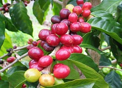 Giá cà phê hôm nay 20/4: Đồng loạt tăng, Robusta vượt qua mốc 1.400 USD/tấn