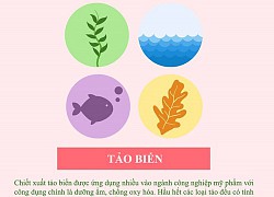 4 thành phần dưỡng da có nguồn gốc từ biển