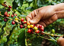 Giá cà phê hôm nay 22/4: Robusta vượt mốc 1.400 USD/tấn, xuất khẩu cà phê giảm mạnh