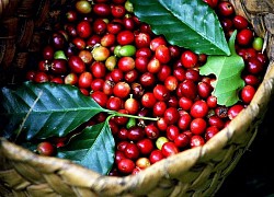 Giá cà phê hôm nay 23/4: Arabica lập đỉnh mới, Robusta vẫn neo ở mức cao