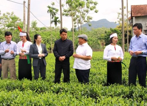 Làm du lịch từ đồi chè