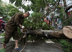 Cây đổ, đường phố tê liệt vì mưa lớn