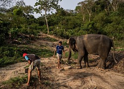 Covid-19 bùng phát, nguy cơ khóa trái &#8216;Hộp cát Phuket&#8217;