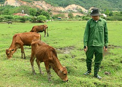 Khởi nghiệp, làm giàu từ mô hình nuôi bò