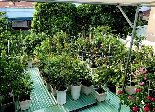 Người đàn ông trồng 100 chậu hoa hồng cho vợ ngắm