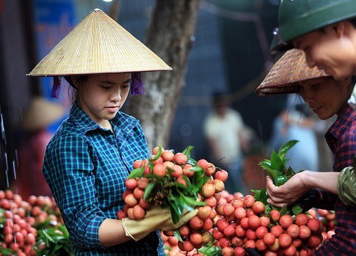 Quả vải và những lợi ích sức khỏe không phải ai cũng biết