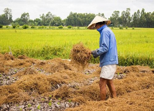 Nam sinh lấy cớ đi tình nguyện, trốn tránh giúp gia đình gây tranh cãi