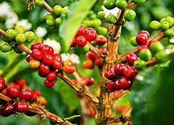 Giá cà phê hôm nay 3/5: Robusta giữ mức cao nhất 7 tuần qua