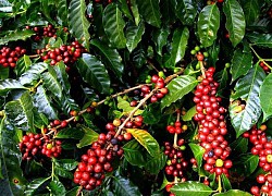 Giá cà phê hôm nay 1/5: Robusta đảo chiều tăng nhẹ, xuất khẩu cà phê tháng 4/2021 giảm mạnh