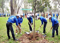 Trồng 1 tỷ cây xanh không trồng theo phong trào!