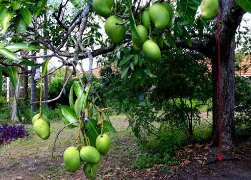 Xoài mọc trĩu quả tại TP. Hạ Long cho phép người dân hái miễn phí