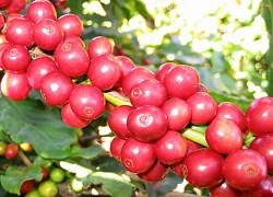 Giá cà phê hôm nay 30/5: Tăng cao nhất tại Lâm Đồng, Robusta thêm trên 100 USD/tấn trong vòng 1 tuần