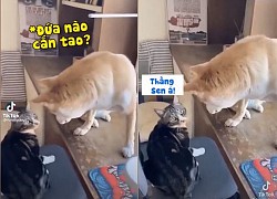 Mèo 'nháy mắt' với cậu vàng để đổ thừa tội cho cô chủ