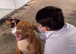 Tranh cãi cộng đồng yêu thú cưng kêu gọi bảo vệ chó pitbull cắn người