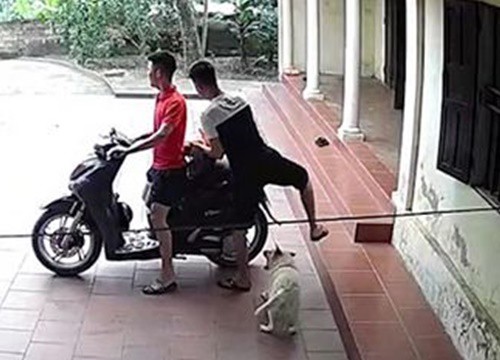 "Chó nhà tao hiền và ngoan lắm, chưa cắn ai bao giờ'