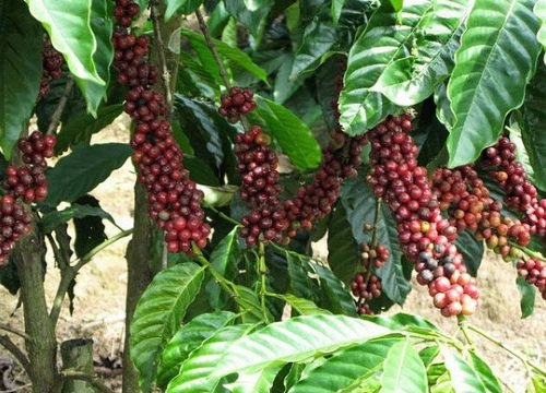 Giá cà phê hôm nay 6/5: Thế giới tăng sốc, Robusta vượt 1.500 USD/tấn, trong nước cán mốc 34.000 đồng/kg