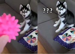 Phản ứng lầy lội của Husky khi bị chủ bắt nhặt bóng