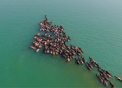 Hàng trăm con trâu băng sông ăn cỏ do nước dâng cao