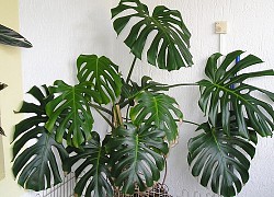 Cây Trầu bà Nam Mỹ (Monstera) là cây gì? Ý nghĩa và cách chăm sóc