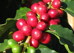 Giá cà phê hôm nay 9/5: Arabica cao kỷ lục hơn 4 năm qua, trong nước cà phê tăng 5 tuần liên tiếp