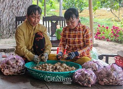 'Tranh thủ' trồng nấm rơm mùa hạn, nông dân Cà Mau thu cả trăm triệu đồng mỗi vụ