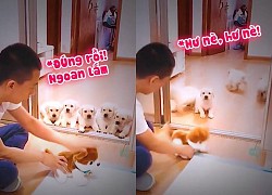 Bầy chó con sợ 'xanh mặt' khi chủ dạy đi tè đúng cách