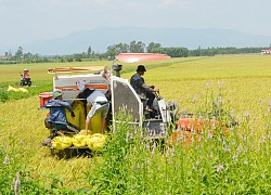 Bố Trạch: Năng suất các loại cây lương thực tăng từ 3-4 tạ/ha