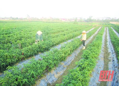 Huyện Hậu Lộc phát triển nông nghiệp theo hướng sản xuất hàng hóa chất lượng, hiệu quả bền vững