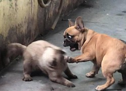 Chó trả giá vì bắt nạt mèo