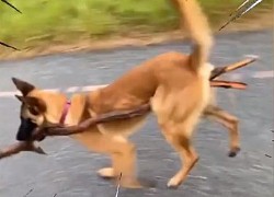 Chú chó đi 2 chân tha gậy siêu hài hước
