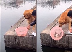 Chú chó 'giải cứu' đàn cá, không cho chủ sát sinh