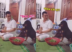 Chú chó tủi thân khi xin miếng ăn bị Sen mắng