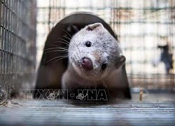 Đan Mạch chú trọng công tác xử lý xác chồn phòng chống dịch COVID-19