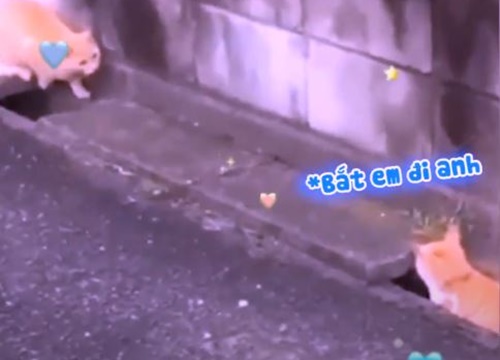 Đố anh bắt được em phiên bản hai con mèo - Hài hước - Việt Giải Trí