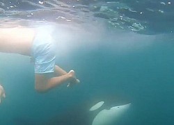 Du khách bơi cùng đàn cá voi sát thủ