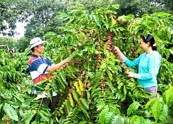 Giá cà phê hôm nay 14/5: Robusta rơi dưới mốc 1.500 USD/tấn, Arabica chặn đà giảm do biểu tình ở Colombia