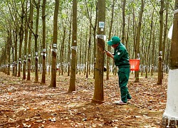 Giá trị xuất khẩu cao su tăng kỷ lục