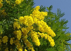 Hoa Mimosa là hoa gì? Ý nghĩa và cách trồng loài hoa đẹp độc lạ