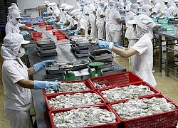 Mực, bạch tuộc Việt Nam 'nối đuôi' nhau sang Nhật Bản