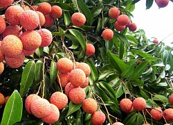 Nhật Bản ủy quyền Việt Nam giám sát vải thiều xuất khẩu