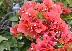 Tử vi ngày 16/5/2021 của 12 cung hoàng đạo: Nhân Mã được yêu mến