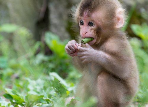 Đúng ngày 19/5, đây là con giáp được Thần Tài ưu ái nhất, cuộc sống lên hương, giàu sang dư giả