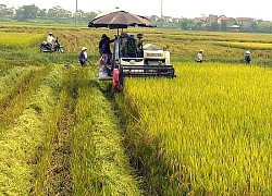 Giá lúa gạo hôm nay 18/5: Giá lúa xu hướng giảm, giá gạo đi ngang